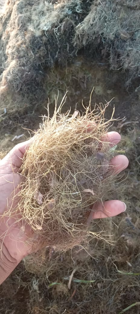 Gracilaria edulis Seaweed