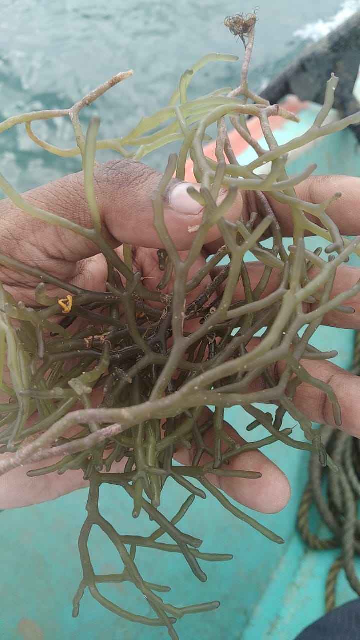 Salicornia europaea Seaweed