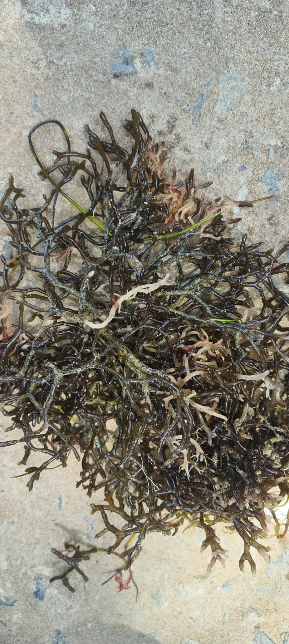 Salicornia 2