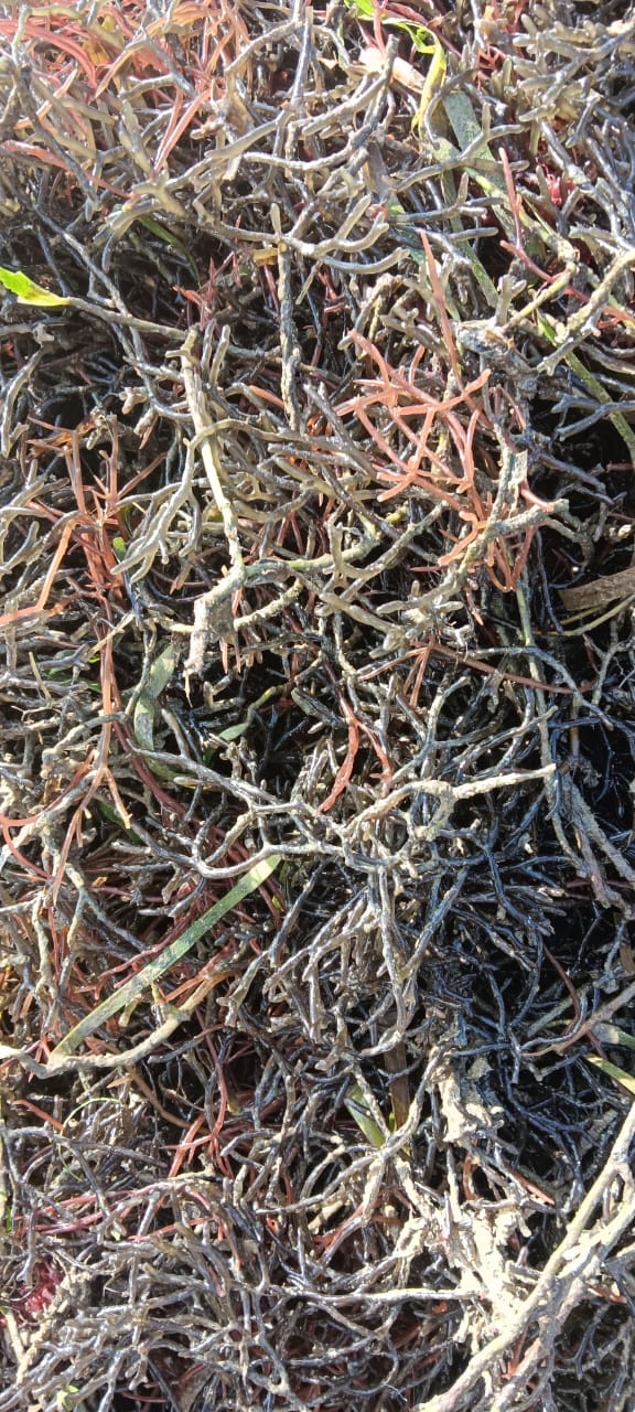 Salicornia 3