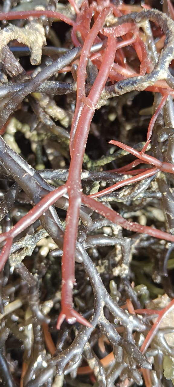 Salicornia 4