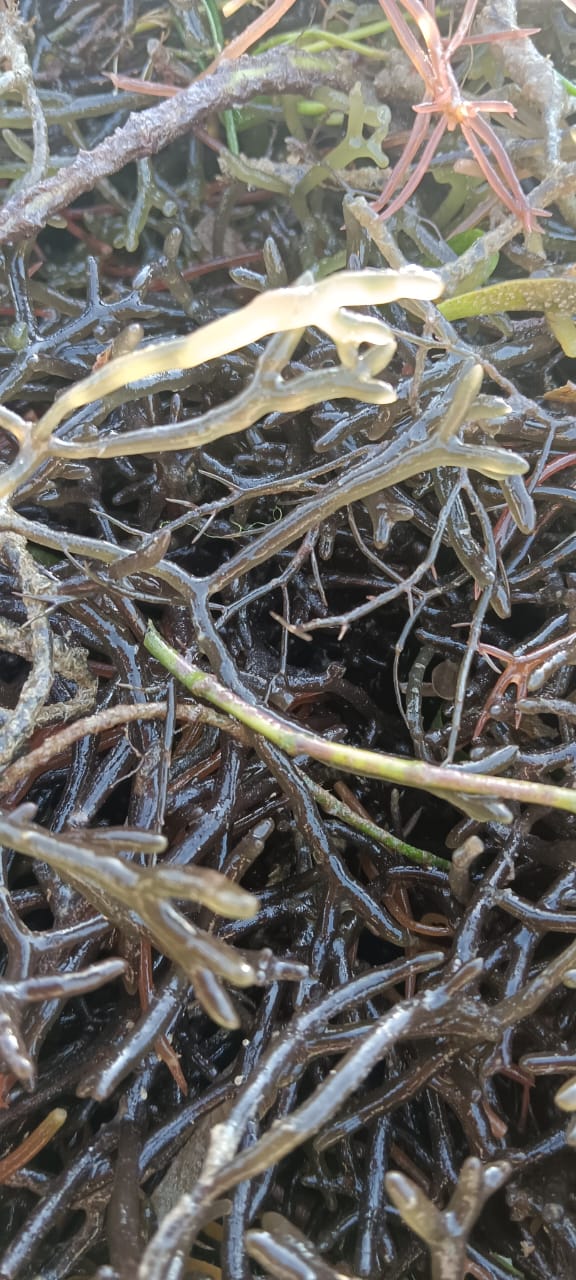Salicornia 5