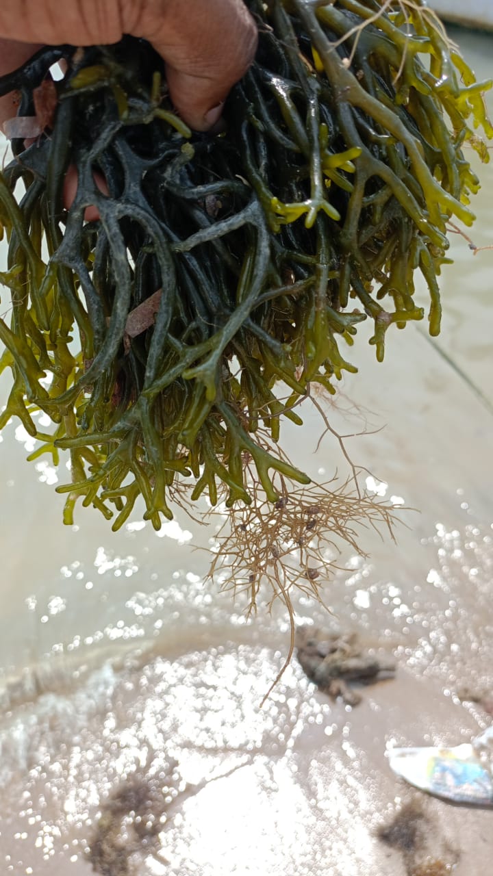 Salicornia 6