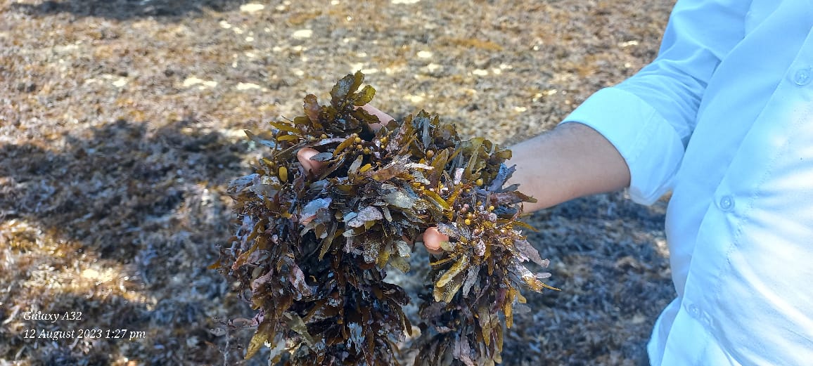 Sargassum wightii Brown Algae