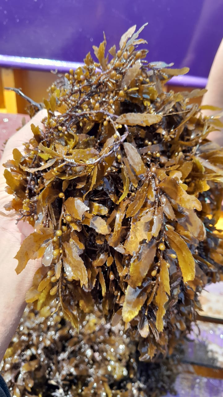 Sargassum 2