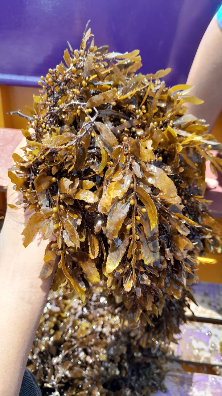 Sargassum 3