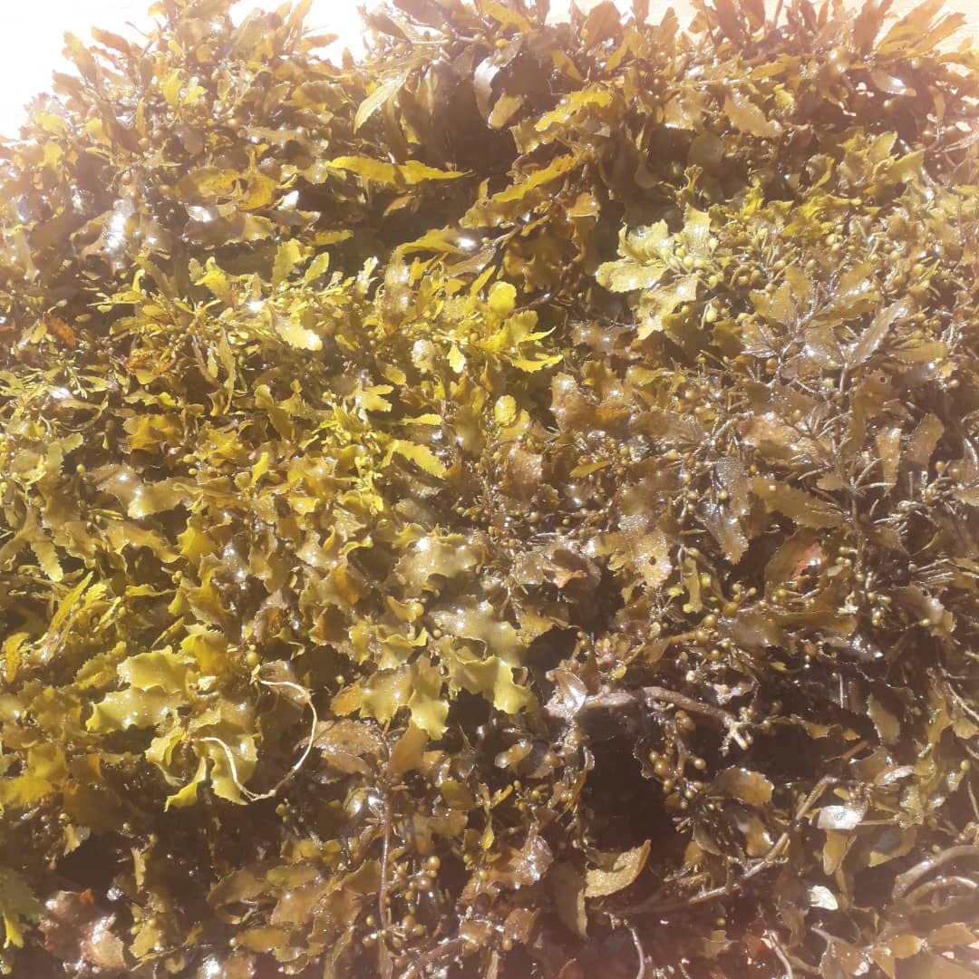 Sargassum 4