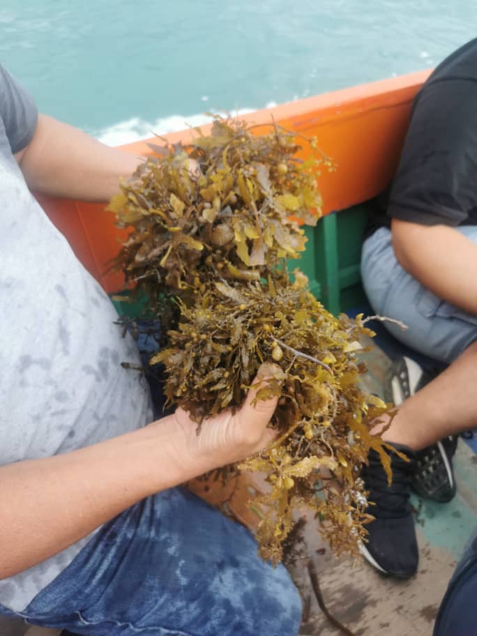 Sargassum 6