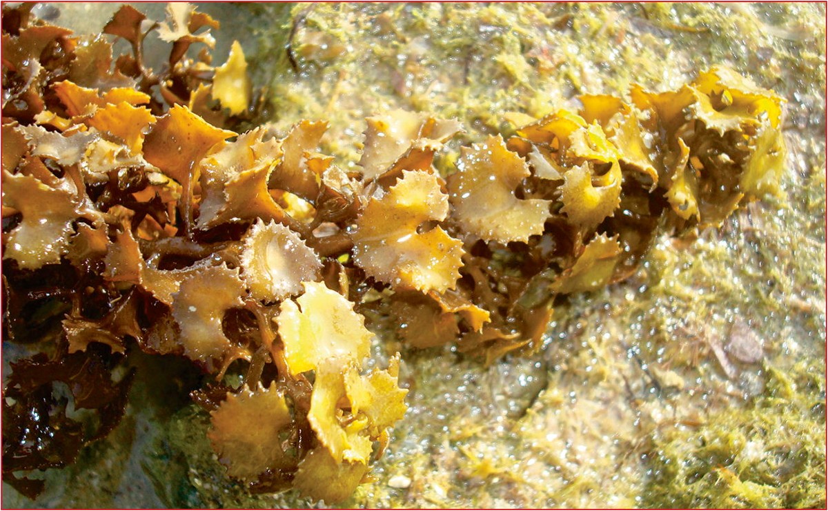 Turbinaria ornata Seaweed