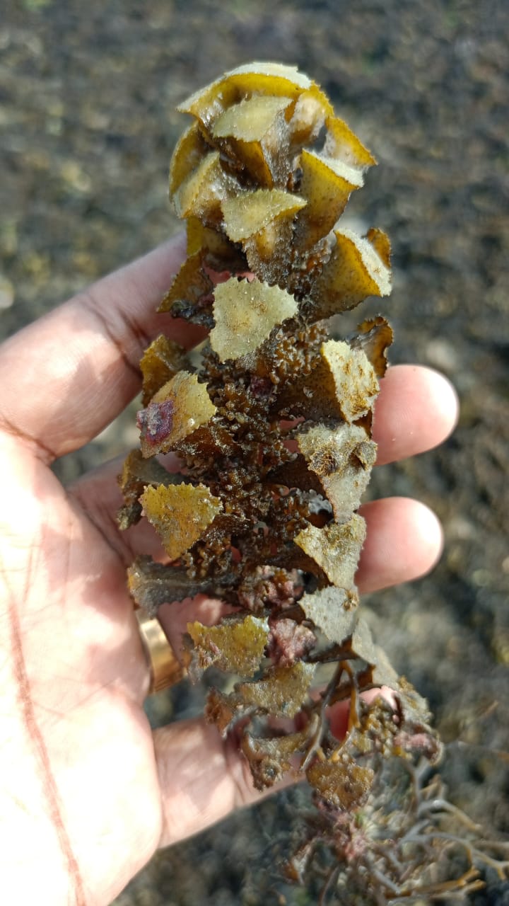 Turbinaria 2