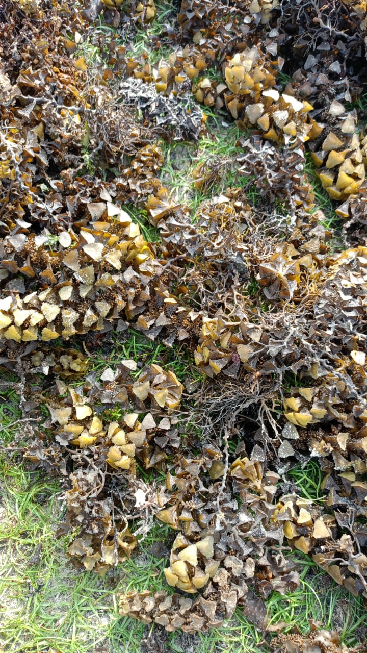 Turbinaria 4