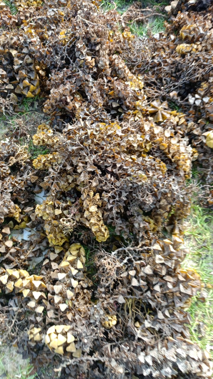 Turbinaria 5